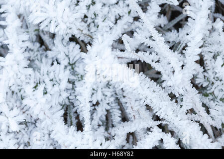 Frische weiße Frost deckt grünen Rasen im Winter früh Stockfoto