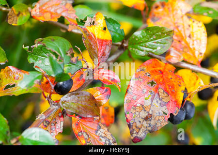 Leuchtend Herbstlaub bunte, Makro-Foto mit selektiven Fokus. Natürlichen herbstlichen Hintergrund Stockfoto