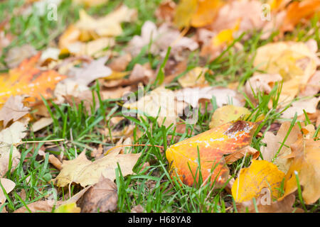 Herbstliche Laub lag auf dem grünen Rasen im Sonnenlicht, natürliche Makrofoto mit Tiefenschärfe und flachen DOF Stockfoto