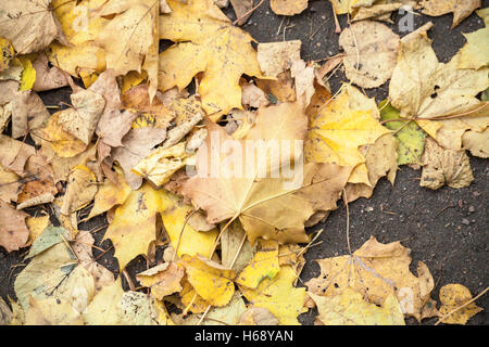 Gelbe herbstliche Laub auf Asphalt Straße Hintergrund legen Stockfoto