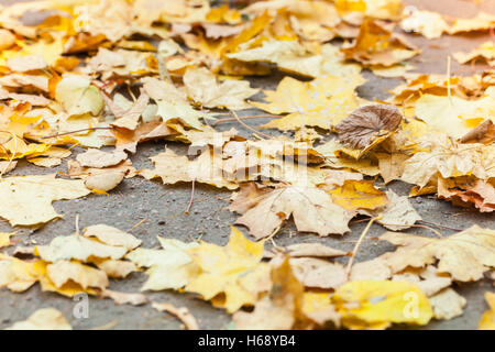 Gelbes Laub herbstlich lag auf Asphaltstraße im Sonnenlicht, Makro-Foto mit Tiefenschärfe und flachen DOF Stockfoto