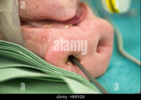 Tierversuche auf ein Schwein Stockfoto