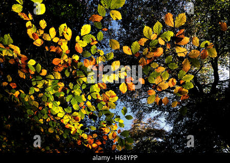 Herbstlaub im Epping Forest, Essex, England, Vereinigtes Königreich, Europa Stockfoto