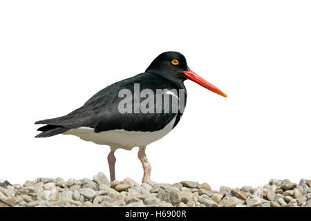 Trauerschnäpper Austernfischer, Haematopus Longirostris, einziger Vogel durch Wasser, Falkland Stockfoto