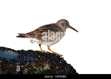 Meerstrandläufer, Calidris Maritima, einziger Vogel auf Felsen von Meer, New Jersey, USA, Winter Stockfoto