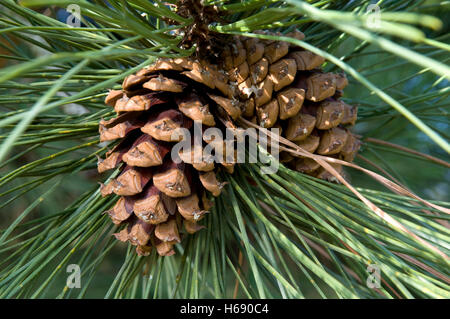 Zapfen, Gelbkiefer, Bull Kiefer, Black Jack Pine oder Western Yellow Pine (Pinus Ponderosa), Stockfoto