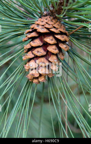 Zapfen, Gelbkiefer, Bull Kiefer, Black Jack Pine oder Western Yellow Pine (Pinus Ponderosa), Stockfoto