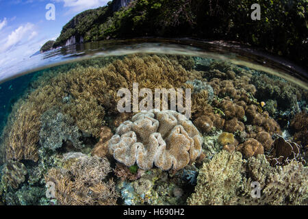 Eine Vielzahl von gesunden Korallen gedeihen in Raja Ampat, Indonesien. Dieser vielfältigen Region bekannt als das Herz des Coral Triangle. Stockfoto