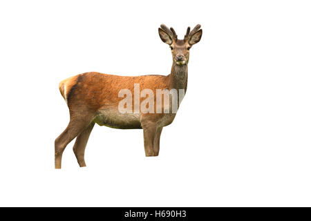 Roter Hirsch, Cervus Elaphus, einzelne junge Männchen in samt, Islay, Hebriden, Schottland, Juli 2008 Stockfoto