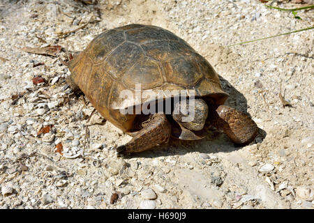Gopher-Schildkröte (Gopherus Polyphemus) in freier Wildbahn Stockfoto