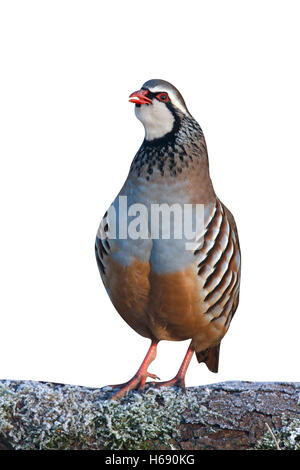 Rote legged Rebhuhn, Alectoris Rufa im Frost, Midlands, winter Stockfoto