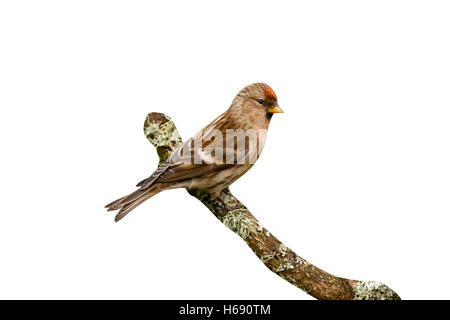 Geringerem Redpoll, Zuchtjahr Kabarett, Gloucestershire, winter Stockfoto