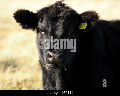 glänzend schwarzen Rinder Kalb kauen Rasen auf goldenen Moorland in Strong Festflügel Stockfoto