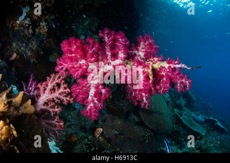 Weichkorallen gedeihen auf ein Riff Drop-off in Raja Ampat, Indonesien. Dieser vielfältigen Region bekannt als das Herz des Coral Triangle. Stockfoto