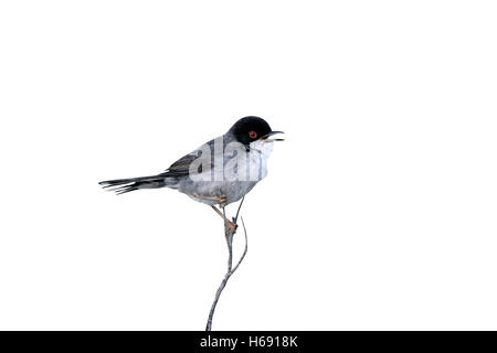 Samtkopfgrasmücke, Sylvia Melanocephala, Männlich, Frühling, Spanien Stockfoto