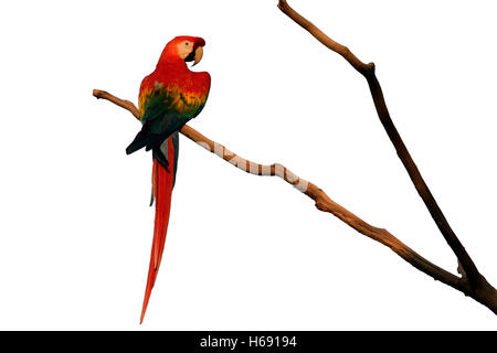 Scarlet Ara, Ara Macao, einziger Vogel auf Zweig, Brasilien Stockfoto
