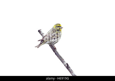 Serin, Serinus Serinus, männlichen Zweig, Spanien, Feder Stockfoto