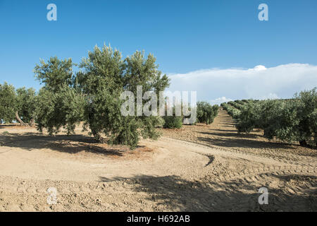 Olive Plantage mit vielen Bäumen. Stockfoto