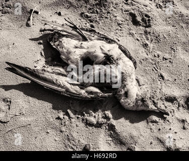 Am Strand, Langeoog. Deutschland Deutschland. Eine tote Seevögel gefunden am Sandstrand. Es ist ein Sonniger Tag verursacht starke Schatten und hohen Kontrast in den Sand. Stockfoto