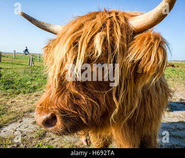 Langeoog. Deutschland. Ein Kopf Porträt eines Highland Rinder mit einem Auge in Richtung des Betrachters und eine Hupe, die über den oberen Rand des Bildes. Stockfoto