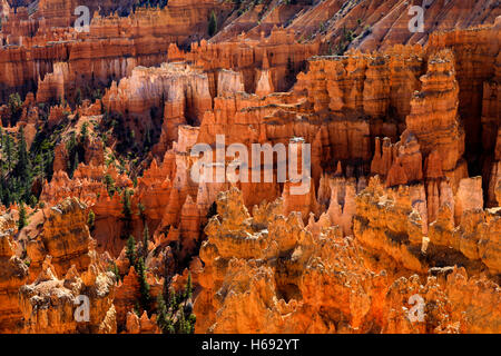 Das Sonnenlicht macht die roten Felsformationen Glühen von der Sunset Point Overlook in Bryce Canyon Nationalpark Utah USA gesehen Stockfoto