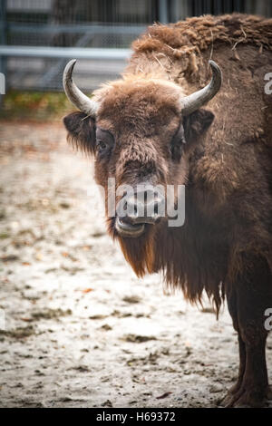 Großen Bison steht und kaut Heu im Gehege Stockfoto