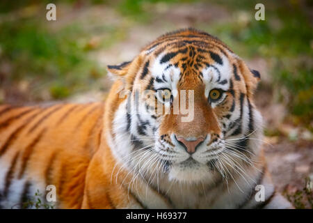 Junge Tiger (Panthera Tigris Altaica) ist aggressiv in die Kamera suchen. Stockfoto