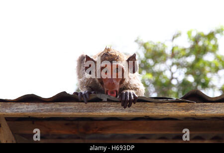 Macaque Affen auf dem Dach Thailand Stockfoto