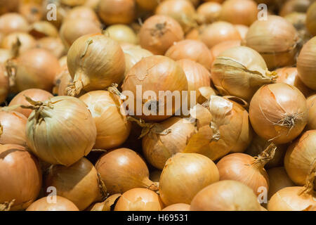 Frischen Zwiebeln. Zwiebeln-Hintergrund. Reife Zwiebeln. Zwiebeln im Markt. Frische Zwiebeln golden Stockfoto