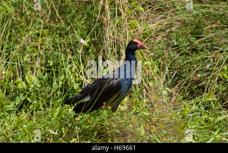 Pukeko, Porphyrio melanotus Stockfoto