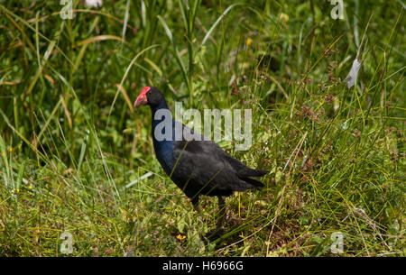 Pukeko, Porphyrio melanotus Stockfoto
