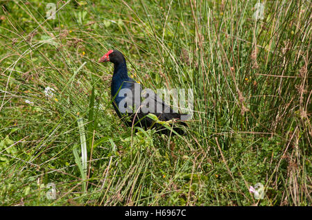 Pukeko, Porphyrio melanotus Stockfoto