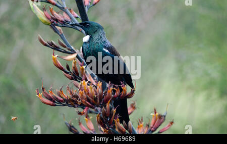 TUI Fütterung auf Flachs Stockfoto