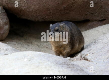 South African Cape oder Rock Hyrax (Procavia Capensis), alias Rock Dachs oder "Klippschliefer" Stockfoto