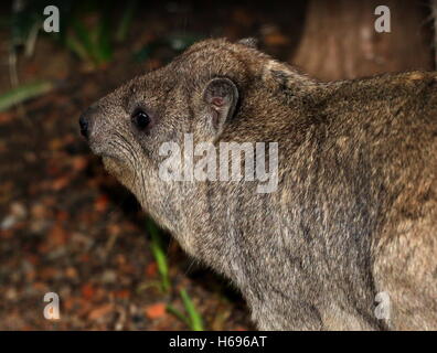 In Profil Nahaufnahme eines südafrikanischen Kap oder Rock Hyrax (Procavia Capensis) alias Rock Dachs oder "Klippschliefer" Stockfoto