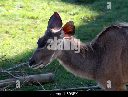 Weibliche südafrikanischen größere Kudu Antilope (Tragelaphus Strepsiceros), Nahaufnahme des Kopfes Stockfoto