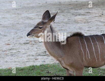 Weibliche South African große Kudu Antilope (Tragelaphus Strepsiceros) im Profil gesehen Stockfoto