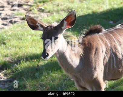 Weibliche South African große Kudu Antilope (Tragelaphus Strepsiceros) Stockfoto