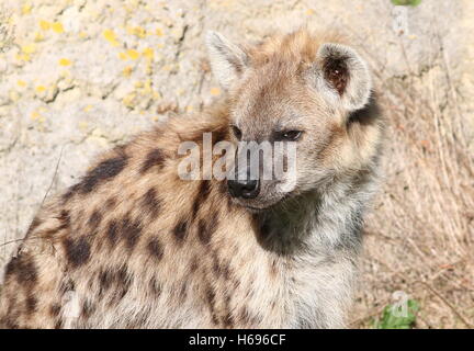 Afrikanische entdeckt oder lachende Hyänen (Crocuta Crocuta) in Nahaufnahme Stockfoto