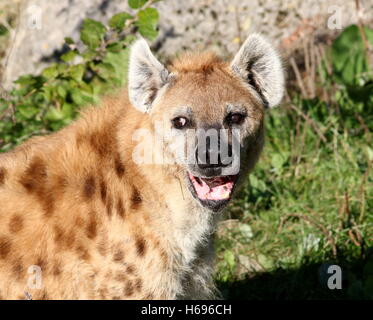 Knurren, männlichen afrikanischen entdeckt oder Lachen der Hyänen (Crocuta Crocuta) in Nahaufnahme Stockfoto