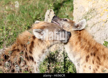 Liebevolle afrikanische entdeckt oder Lachen der Hyänen (Crocuta Crocuta) in Nahaufnahme Stockfoto