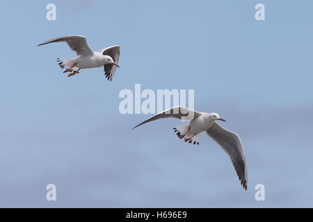 Slender-billed Möwen (Larus Genei) während des Fluges, Merja Zerga, Marokko. Stockfoto