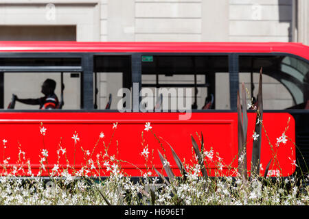 Weiße Blüten mit einem roten Doppeldecker-Bus verschwommen im Hintergrund für den Begriff Einsatz Stockfoto