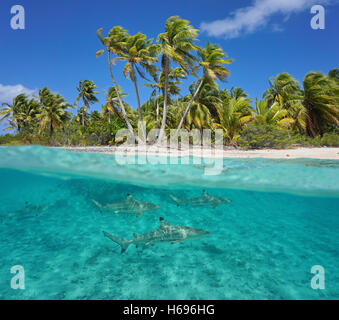 Über und unter Meer Riff tropischen Strand mit Kokospalmen und Schwarzspitzen Haie Unterwasser, Pazifik, Französisch-Polynesien Stockfoto