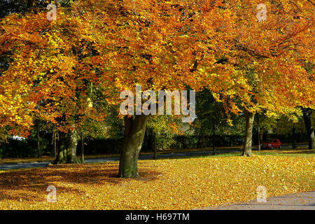 Leuchtend orange Farben des Herbstes Stockfoto