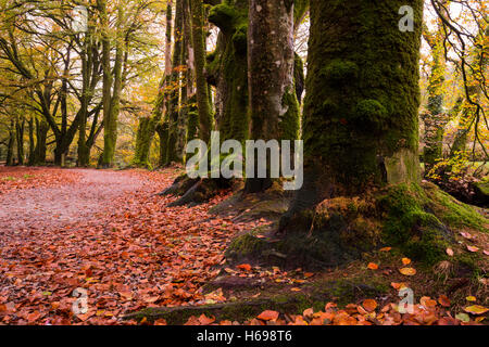 Golitha verliebt sich in East Cornwall Stockfoto