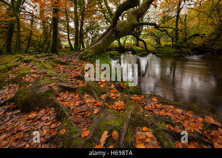 Herbst in Golitha verliebt sich in East Cornwall Stockfoto