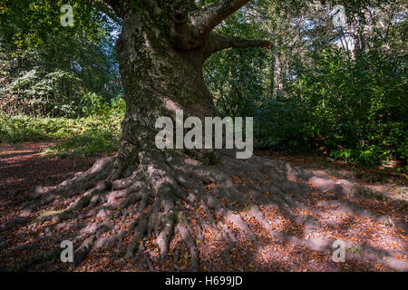 Die Wurzeln der alten Buche Bäume Tehidy Country Park in Cornwall. Stockfoto