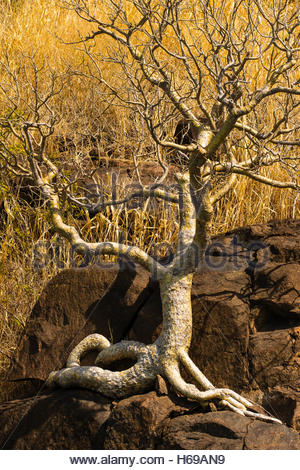 Ein Boab Baum (Andansonia Gregorii) in der Nähe von Porosus Creek in der Kimberley Region Nordwesten Australiens. Stockfoto