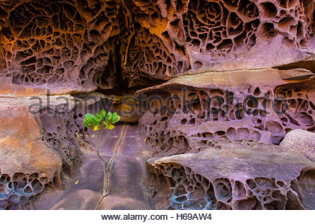 Wabe Verwitterung auf Felsen in der Koolama Bay in der Kimberley Region Nordwesten Australiens. Stockfoto